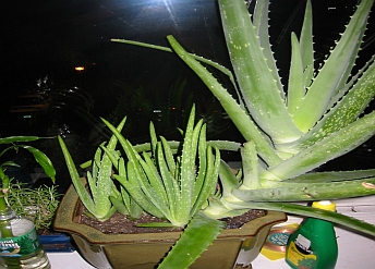 Aloe vera - v květináči